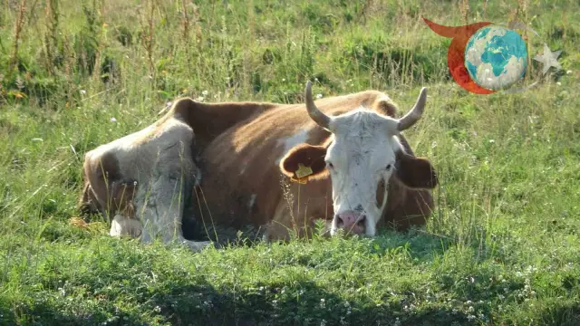 Ardahan'da Şap Hastalığı Krizi: Hayvancılık Tehlikede