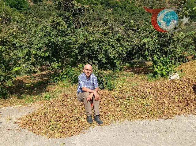 Fındık Üreticisinin Gözü Serbest Piyasa Fiyatlarında