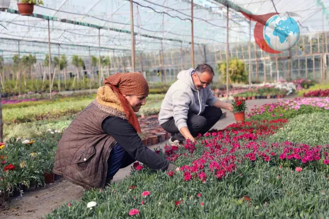 Muğla'da Alım Garantili Çiçek Üretimi: Ekonomi ve Estetik Bir Arada