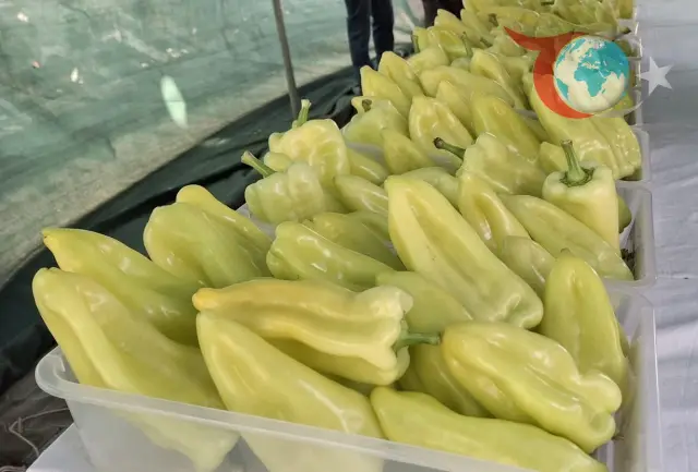 Kale İlçesi'nde Biber Şöleni: 29. Kaledavaz Biber Festivali Coşkuyla Başladı