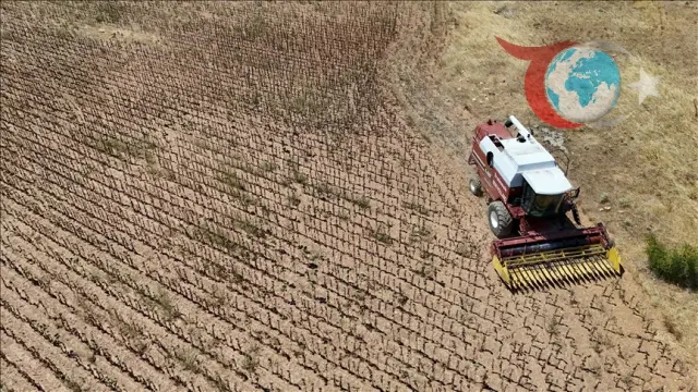 Trakya'da Ayçiçeği Hasadında Büyük Verim Kaybı