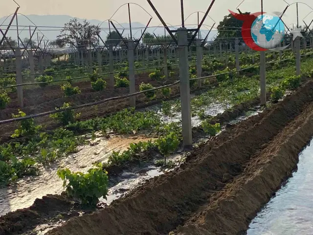 Manisa Sarıgöl'de Kışlık Sebze Fideleri Toprakla Buluşuyor