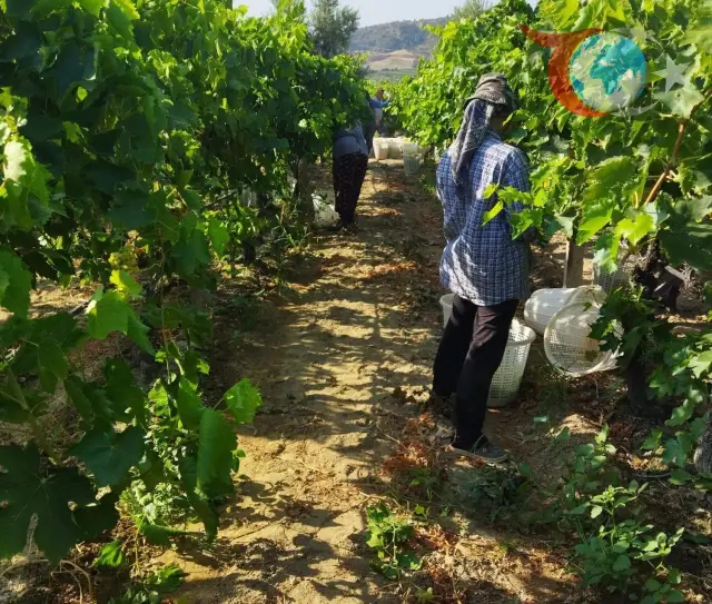Sarıgöl’de Sultani Çekirdeksiz Üzüm Hasadı Başladı
