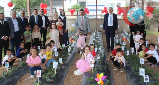 Adıyaman’ın Kahta Gelincik Anaokulu Öğrencilerinden Organik Çilek Hasadı