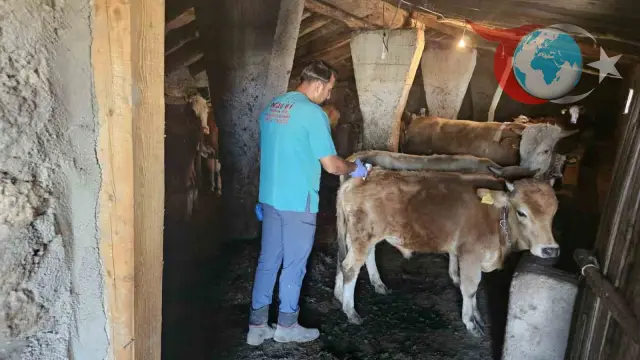 Ağrı'da Şap Hastalığına Karşı Etkin Aşılama Çalışmaları