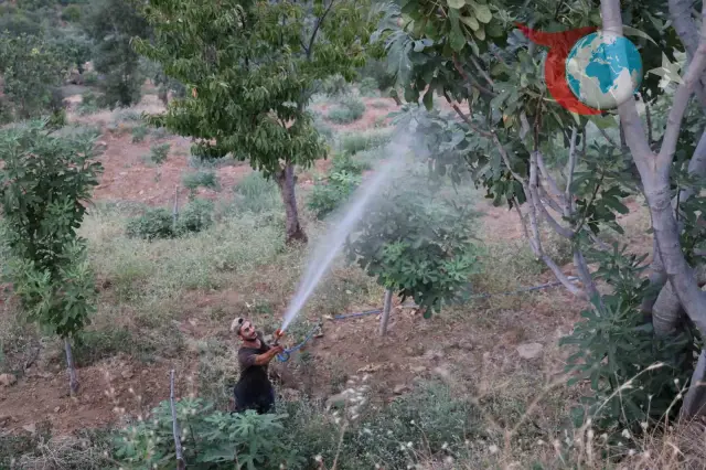 Akdeniz Meyve Sineği Aydın'ın İncirlerine Zarar Veriyor