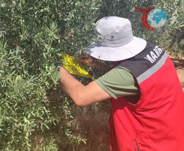 Zeytin Üreticilerine Zeytin Sineği Tehdidine Karşı Uyarı