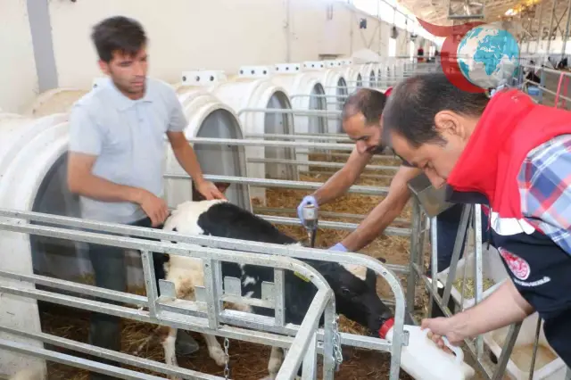 Erzincan'da Şap Aşılaması Hız Kesmeden Devam Ediyor