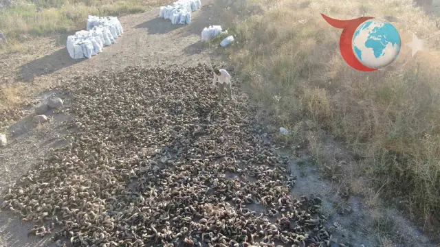 Koçboynuzlarıyla Sivas Bıçağının Yolculuğu Başladı
