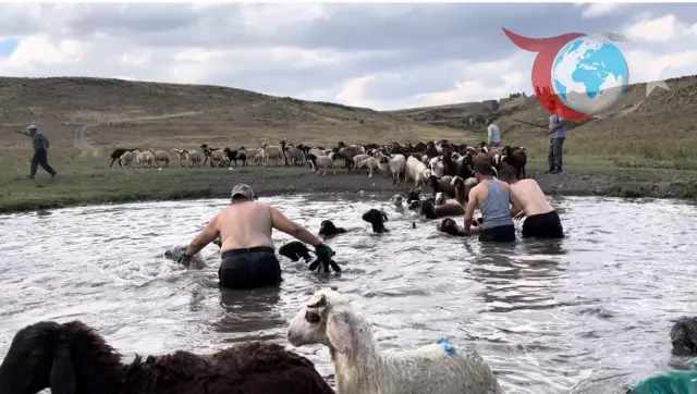 Kars'ta Hayvanların Sıcaktan Korunma Yöntemi: Derede Yüzme