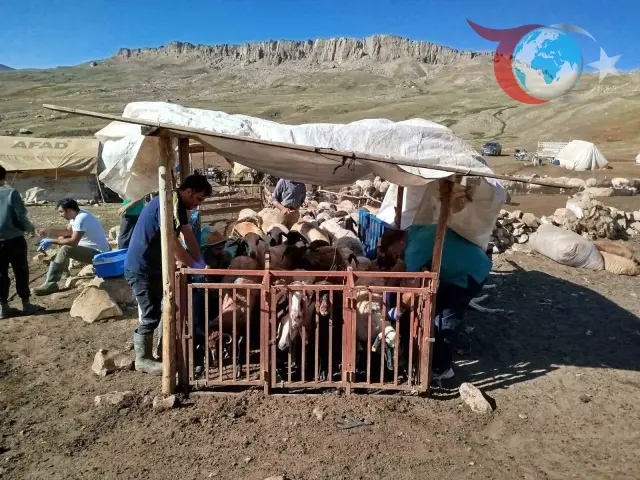 Erzincan'da Şap Hastalığına Karşı Seferberlik: Tüm Hayvanlar Aşılanıyor