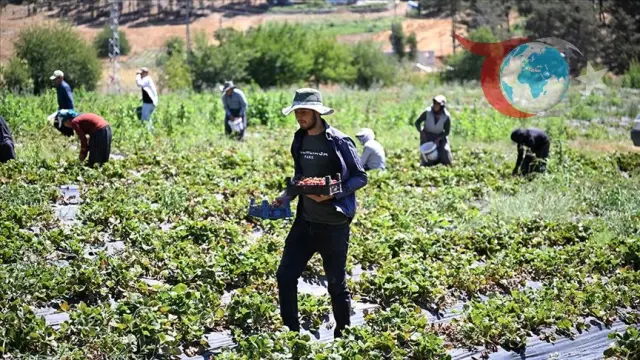 Kahramanmaraş'ta Çilek Üretimi Kırsal Kalkınmayı Hızlandırıyor