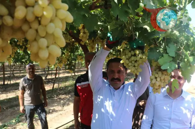 Hatay'da Üzüm Bereketi: Hassa'da Rekolte Hedefi Yükseliyor