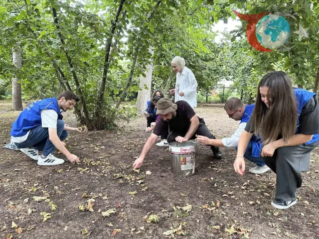 Düzce'de Gönüllü Gençler Fındık Hasadında