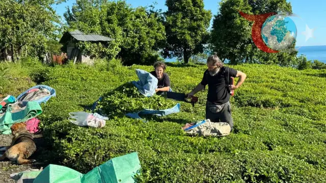2025 Yaş Çay Sezonu Başladı