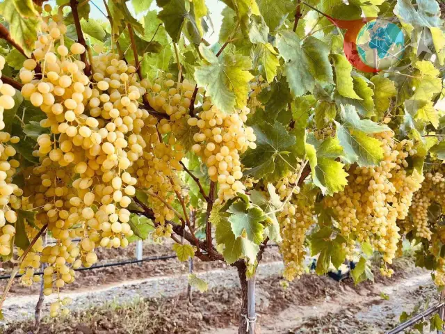 Sultaniye Üzüm Hasadı Sarıgöl'de Başladı: Kalite ve İhracat Hedefleniyor