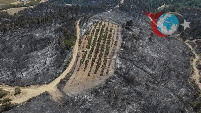 Çanakkale'deki Orman Yangını Kontrol Altına Alındı, Zeytinlik Mucizevi Şekilde Kurtuldu