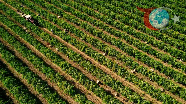 Sultani Çekirdeksiz Üzümde Hasat Düşük Rekolteyle Başladı