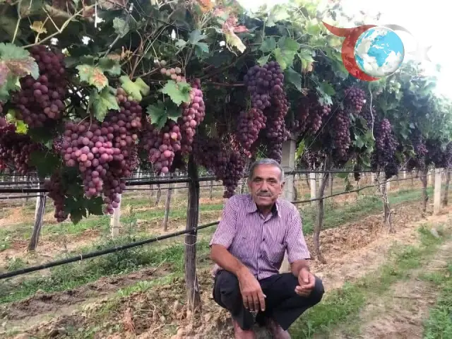 Manisa'da Üzüm Üreticileri Fiyatlara Tepkili: TARİŞ'in Kararı Adil Mi?