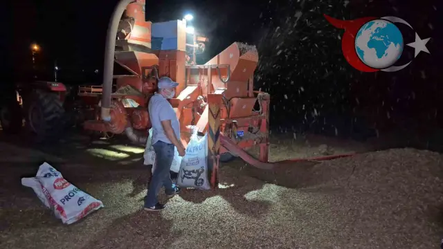 Fındık Hasadında Zorluklar ve Üreticilerin Mücadelesi