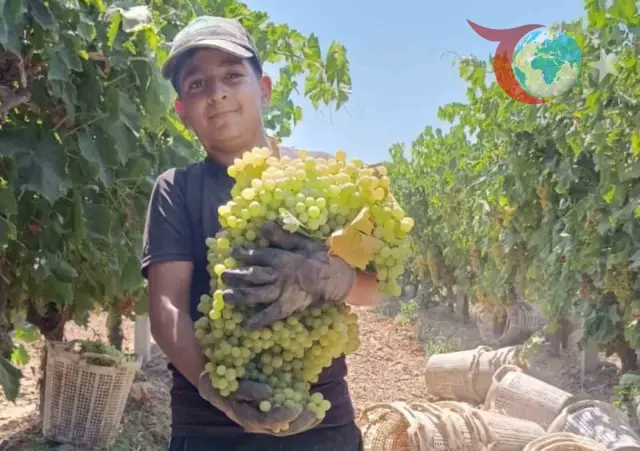 Manisa’da Üzüm Hasadında Rekor Kıran Dev Salkım
