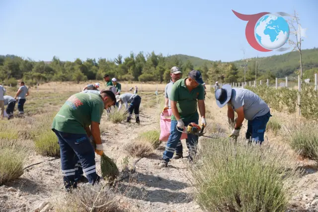 Yunusemre Belediyesi'nden Lavanta Bahçesi ile Yuntdağı’na Kalkınma Hamlesi