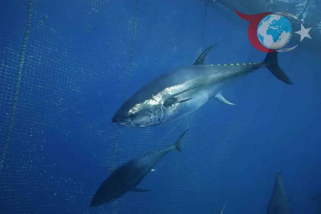 Türk Orkinosunun Asya Çıkarması: Japonya ve Güney Kore Pazarında Rekor İhracat