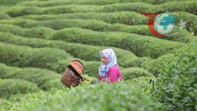 Rize'de Çay Kampanyası Başladı