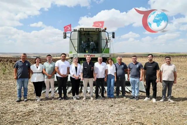 Silivri Belediyesi Ayçiçeği Hasadına Başladı: Üretim ve Dayanışma El Ele