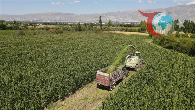 Erzincan'da Silajlık Mısır Üretimi Artıyor: Çiftçiye ve Hayvancılığa Büyük Destek