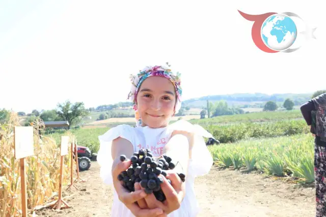 Çanakkale'de Aronya Hasadı Başladı: Hedef Türkiye'nin Lider Üreticisi Olmak