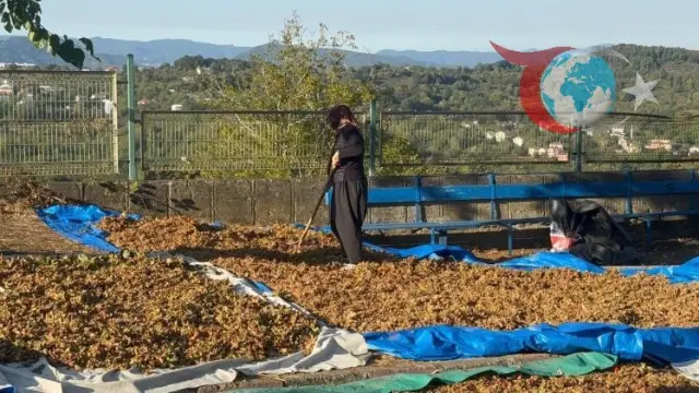 Fındık Fiyatlarında Yükseliş: Üretici ve Tüccarlar Karşı Karşıya