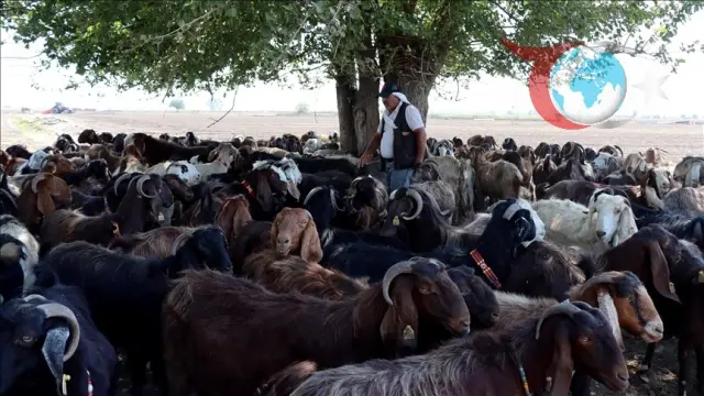 Hataylı Çiftçinin Hayvancılıkla Yeniden Doğuş Hikayesi