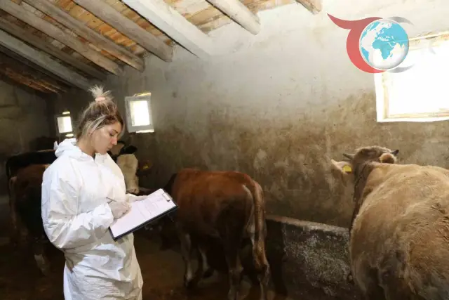 Hayvan Sağlığını Koruma Hedefiyle Ağrı’da Şap Aşısı Seferberliği