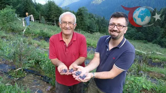 Emekli Öğretmenin Dağ Başında Yaban Mersini Başarısı