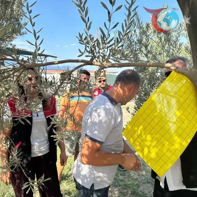 Edremit’te Zeytin Sineğine Karşı Yenilikçi Mücadele: Feromon ve Yapışkan Tuzak Dağıtıldı