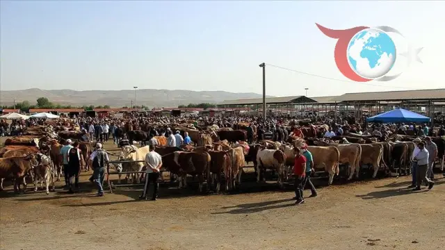 Şap Hastalığına Karşı Aşılama ile Hayvan Pazarları Yeniden Açılıyor