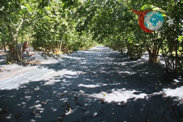 File Sistemiyle Fındık Hasadında Devrim: Verim ve Maliyet Avantajı