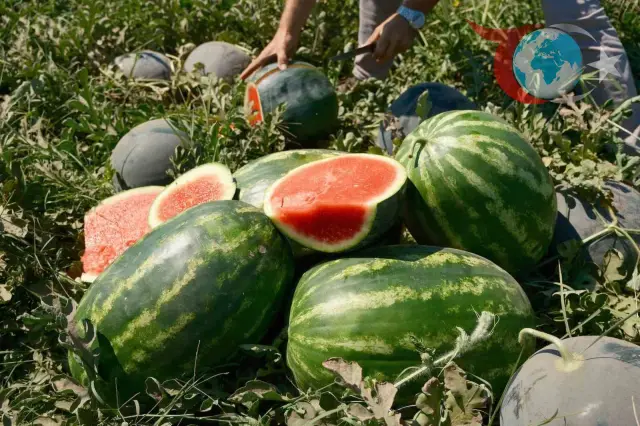Karacabey Ovası'nda Karpuz Krizi: Tarlada Ucuz, Marketlerde Pahalı
