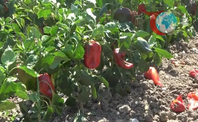 Samsun'da Kapya Biber Hasadı Başladı: Üretici Maliyetlerle Mücadele Ediyor