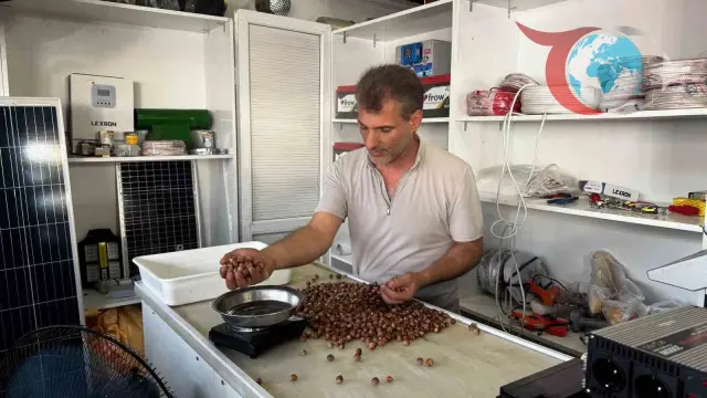 Fındık Fiyatlarındaki Artış Üreticinin Yüzünü Güldürdü