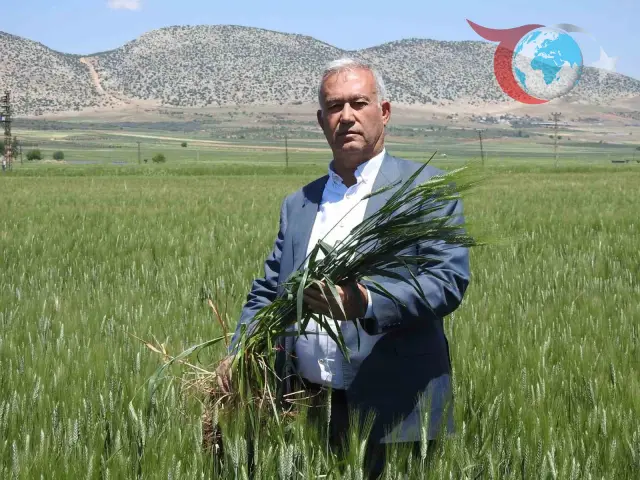 Araban'da Buğday Hasadı: 100 Bin Ton Rekolte Bekleniyor
