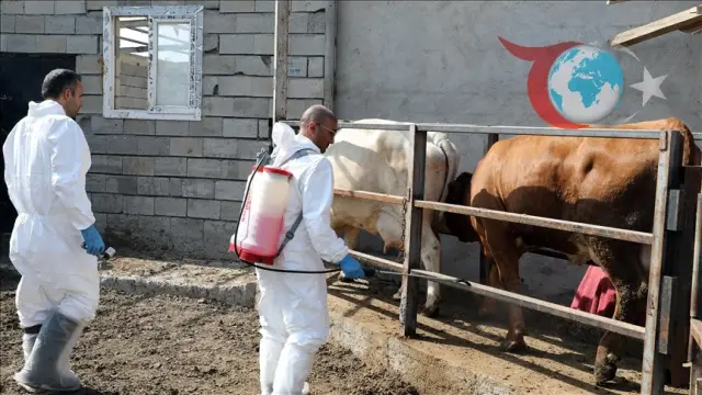 Iğdır'da Şap Hastalığına Karşı Aşılamalar Tam Gaz Devam Ediyor