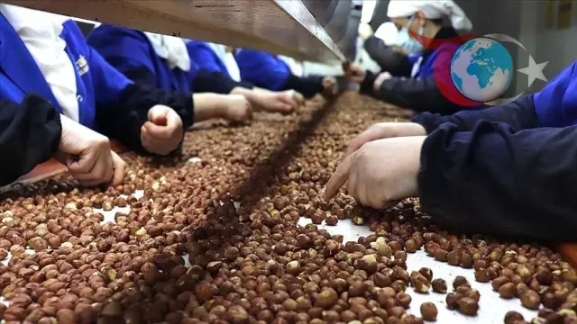 Trabzon Fındık İhracatında Türkiye'nin Zirvesinde Yer Alıyor