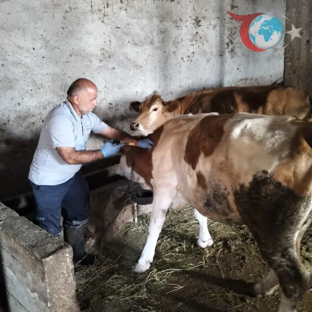 Bayburt'un Köylerinde Başarıyla Tamamlanan Sonbahar Şap Aşılama Kampanyası