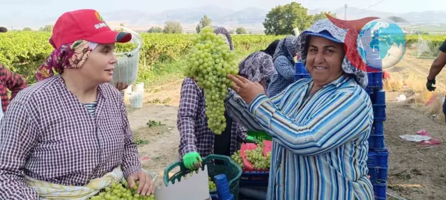 Manisa'da Üzüm Hasadında Bulunan Devasa Salkım Şaşkınlık Yarattı