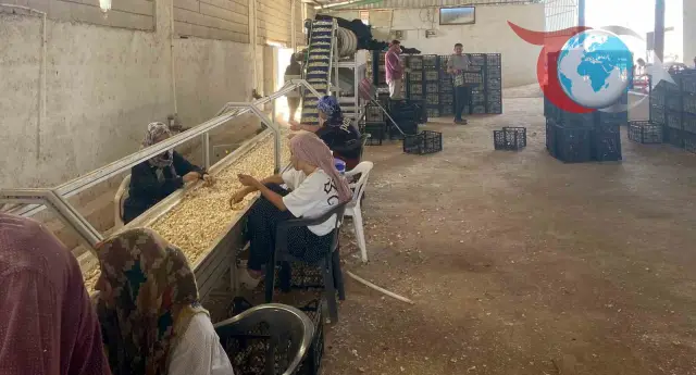 Genç Ziraat Mühendisi Araban Sarımsağını Yeniden Canlandırıyor