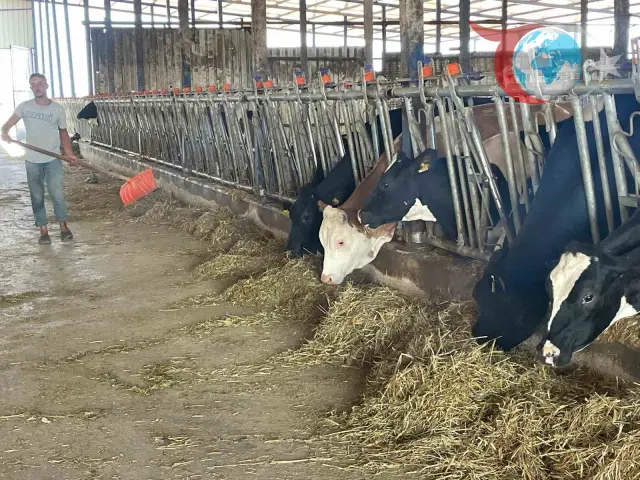 Bursalı Süt Üreticileri, 'Yem Dayatması' Soruşturmasına Destek Veriyor