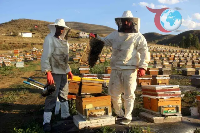 Aydıntepe'de Arıcıların Bal Sağım Yolculuğu: Kuraklık Gölgesinde Kaliteli Üretim