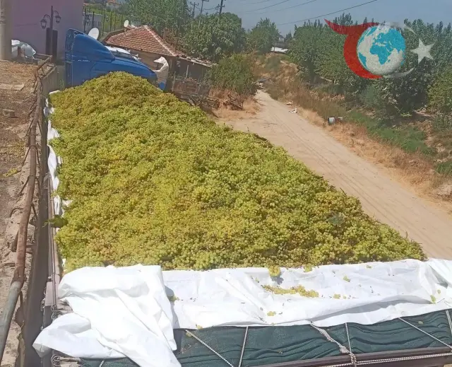 Manisa Sarıgöl'de Üzüm Sezonu: Şaraplık Üzüm Alımları Hız Kesmeden Devam Ediyor